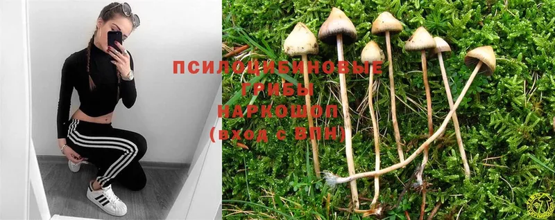 Галлюциногенные грибы Magic Shrooms  купить наркоту  Заринск 